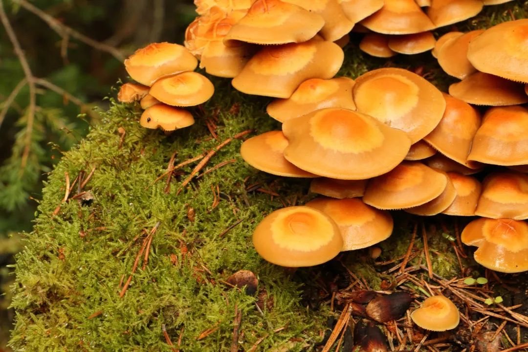 不做“菇勇者”！野生毒蘑菇又双叒叕“冒头”，防雷秘诀戳这里→