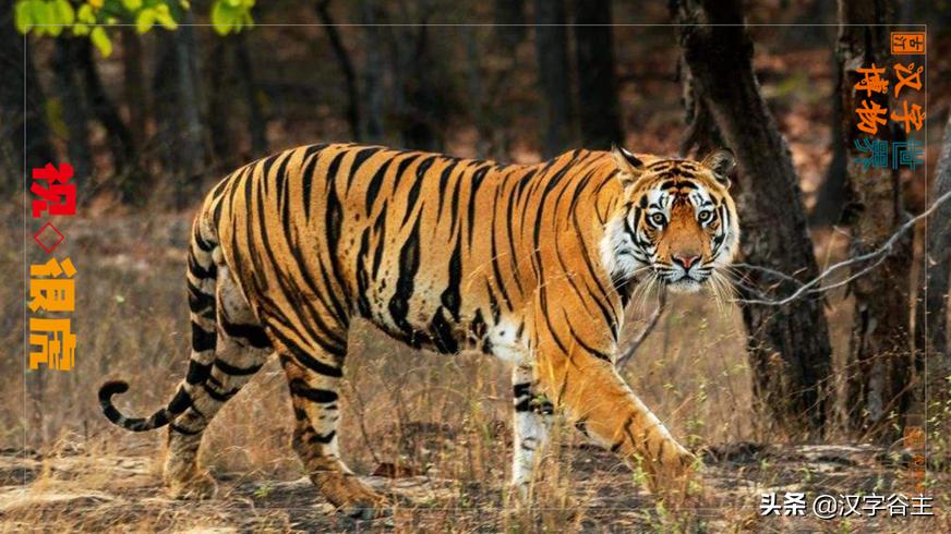 虎年带虎的成语,搜集有关虎年的成语十则