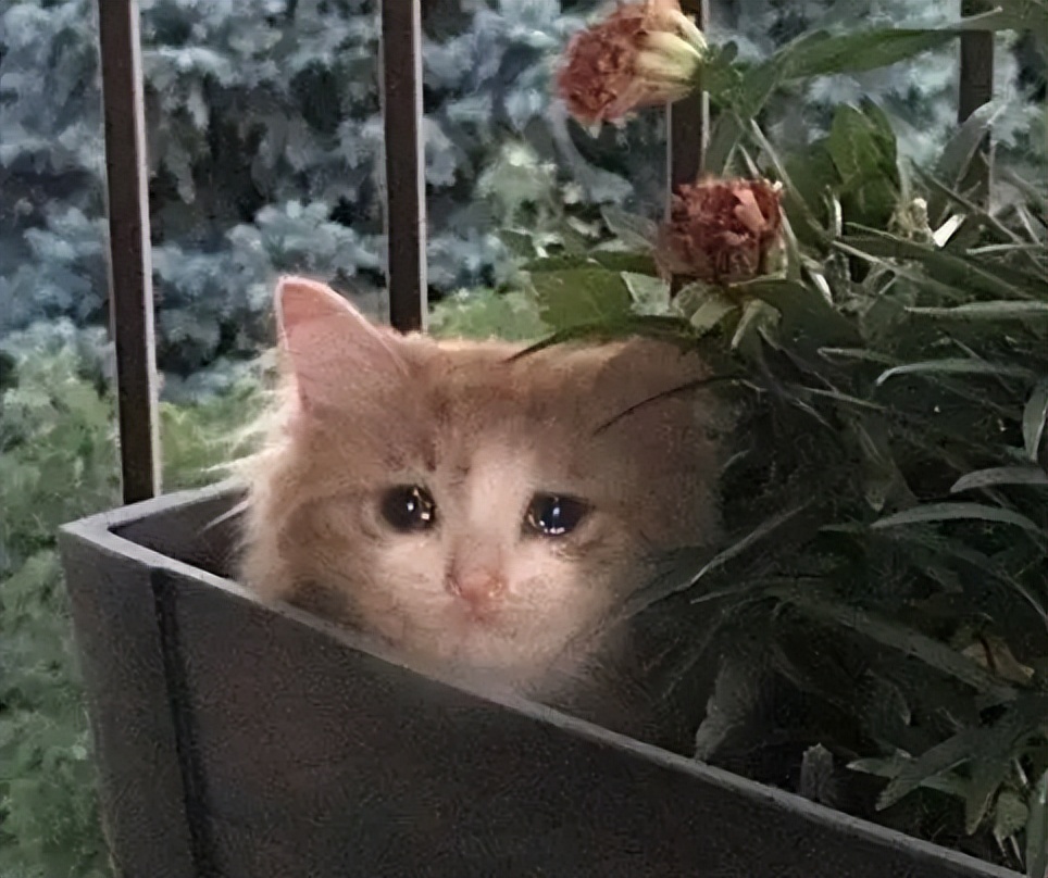 天津老店,又一家关门歇业的店