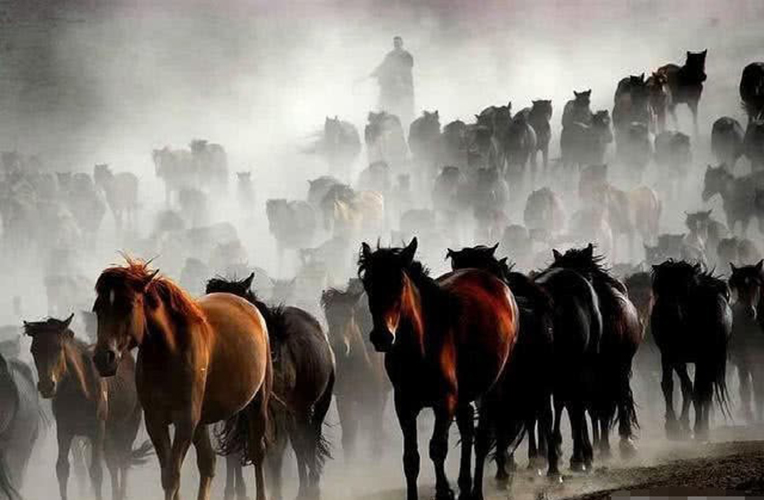 驴和马是杂交育种吗,马和驴生出的骡子是杂交吗