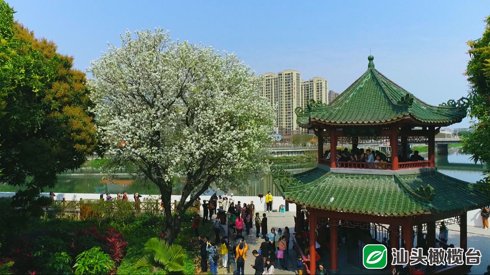 中山公园的樱花过季,中山公园百年一见的梨花