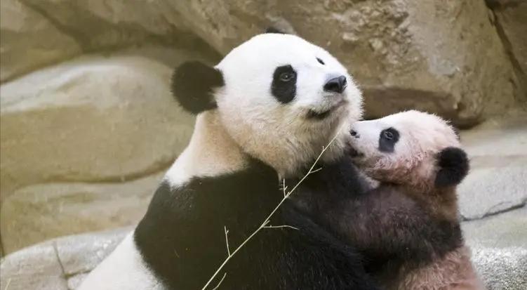 河沟捡熊猫奇石,捡到国宝熊猫奇石