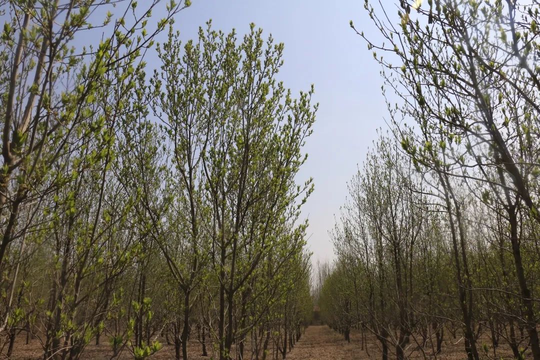 特色产业助力乡村振兴|鄌郚杜仲“小”雄花助农“大”增收