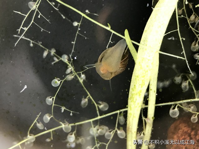 植物界里的庞大的食人花,各种食人花植物