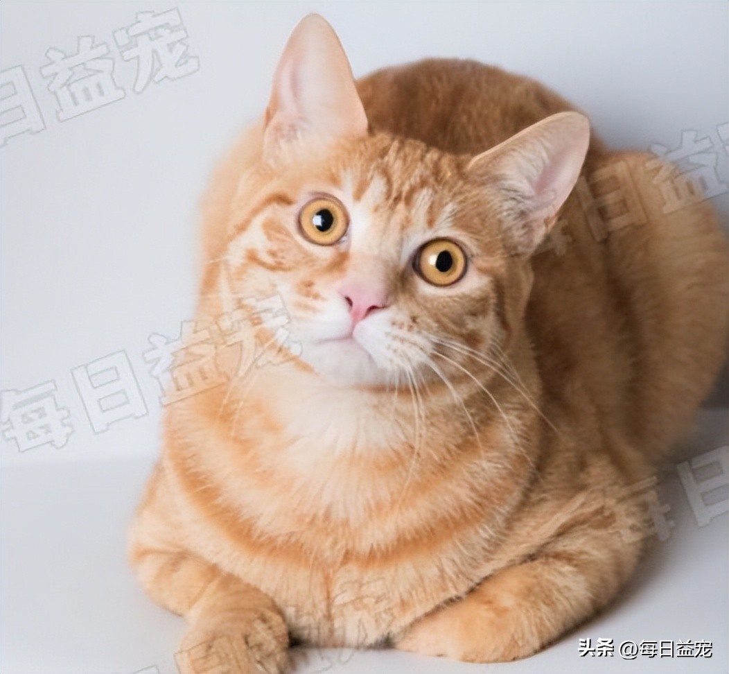 细数有关橘猫的7个冷知识,你对猫的了解200字