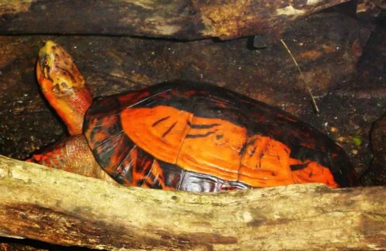 黄缘盒龟的人工饲养方法,黄额盒龟几级保护动物