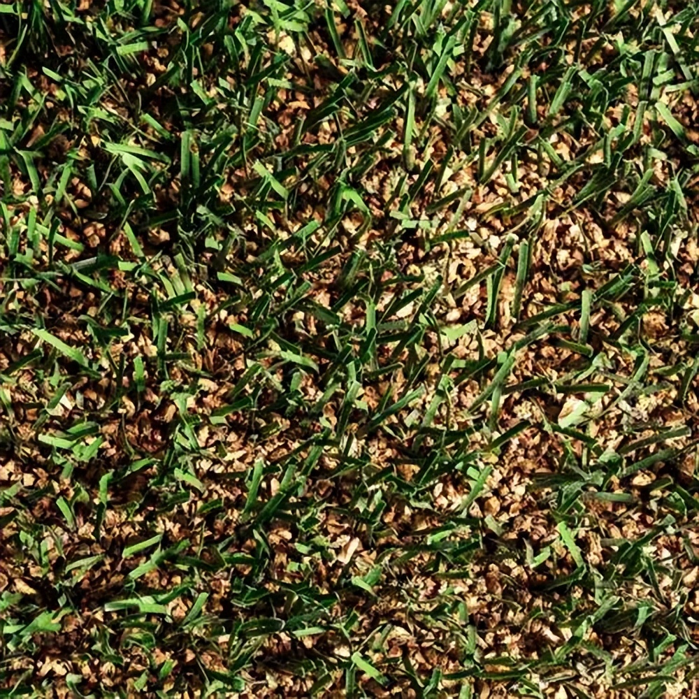 草坪养护撒石灰还是先播种,草坪养护是否复杂