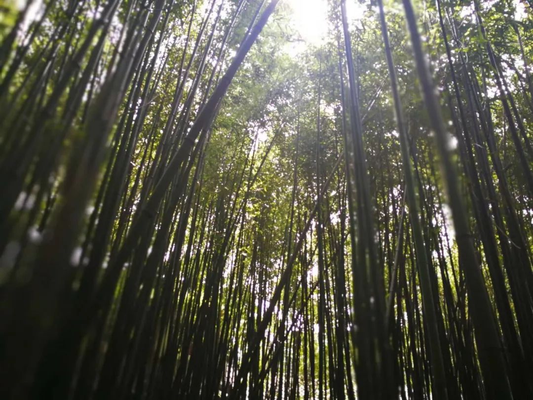 隐藏在秦岭深处,秦岭最美小镇留坝