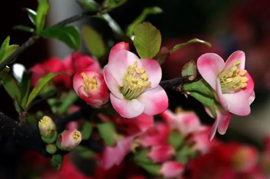 沂州海棠图片,临沂市花沂州海棠