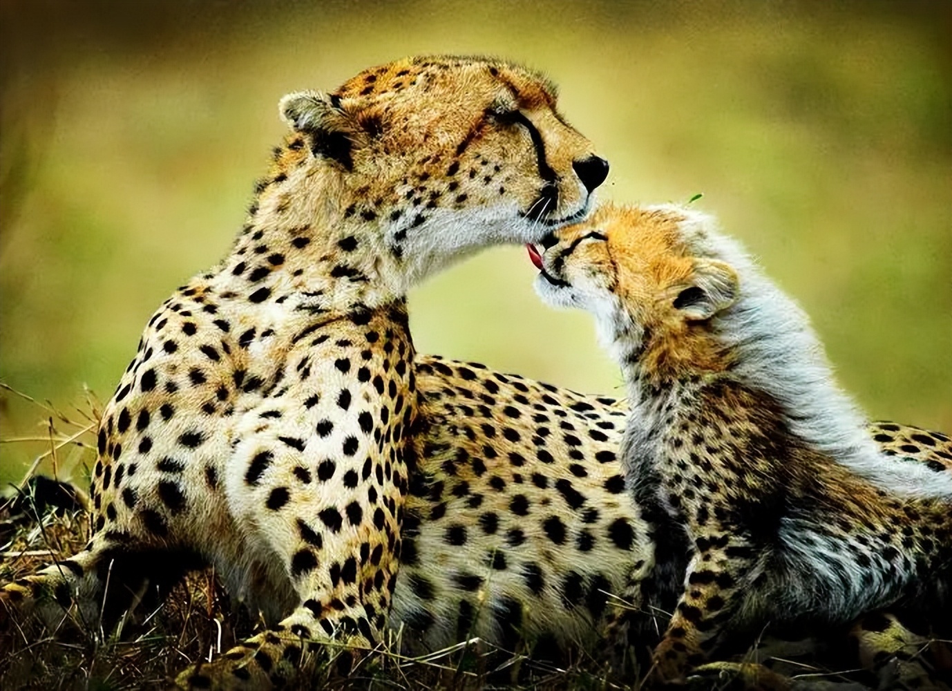 人际神经生物学,主体间效应三个因素的交互作用