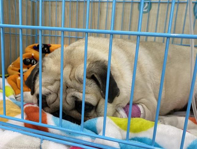 巴哥犬为什么很少人养,巴哥犬为什么看起来很忧郁