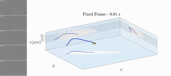 科学家精子运动违背牛顿第三定律,精子科学家