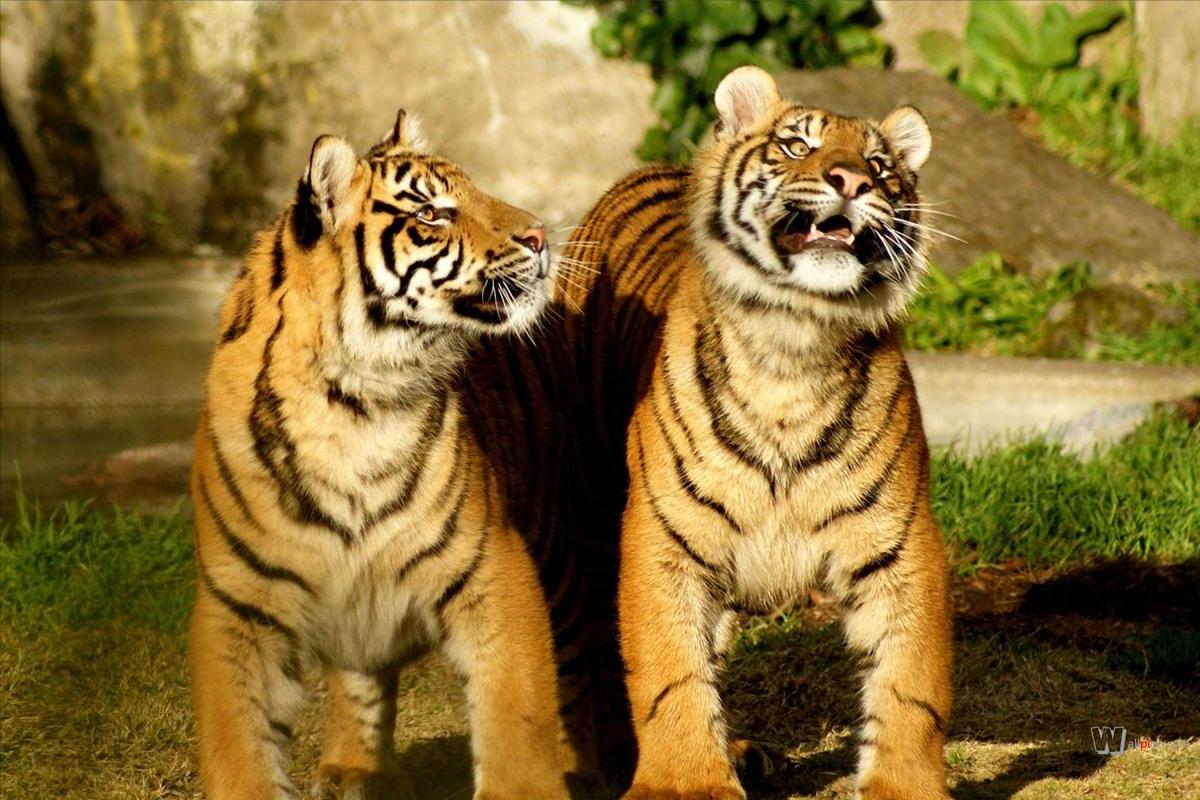 喝老虎酒有什么功效,老虎的骨头对人体有害吗