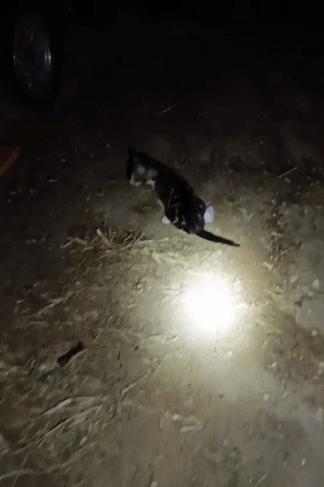 美短猫从三楼摔下来后续,美短猫被抛弃后见到旧主人