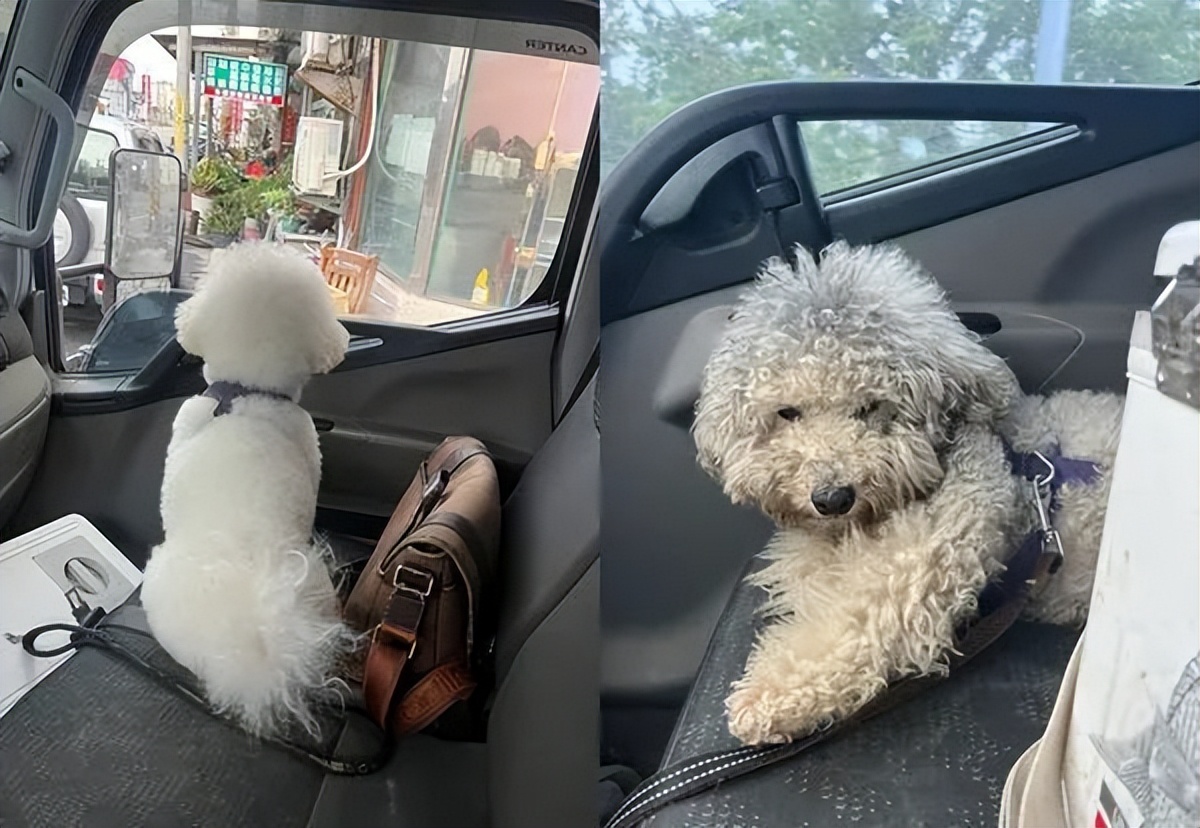 带可爱白狗出门路人反应,带小白狗上班