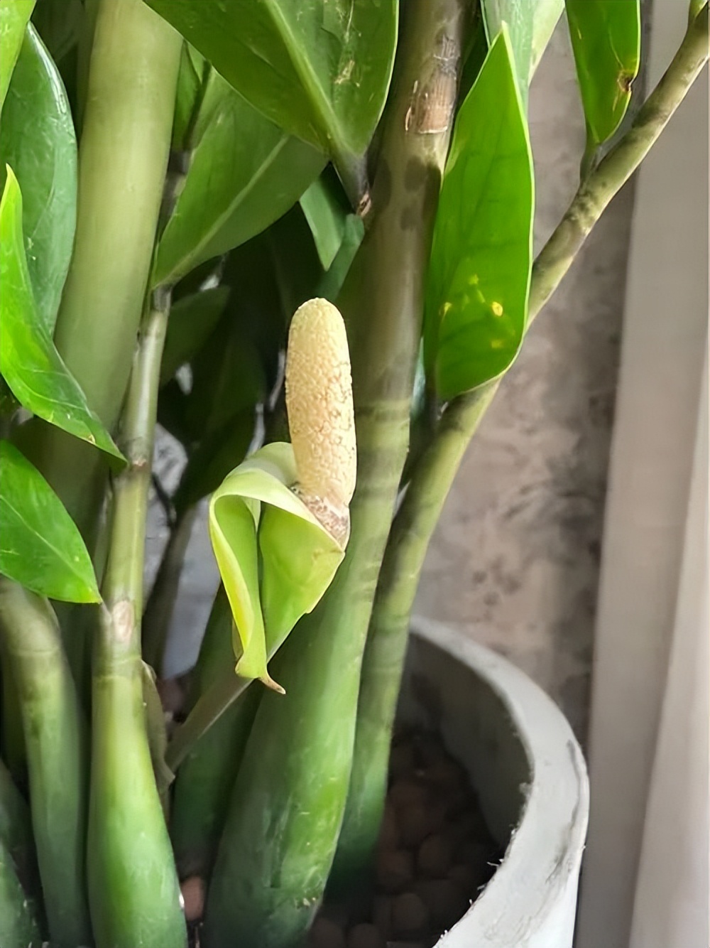 寓意吉利的花有哪些,哪一种花寓意带来好运