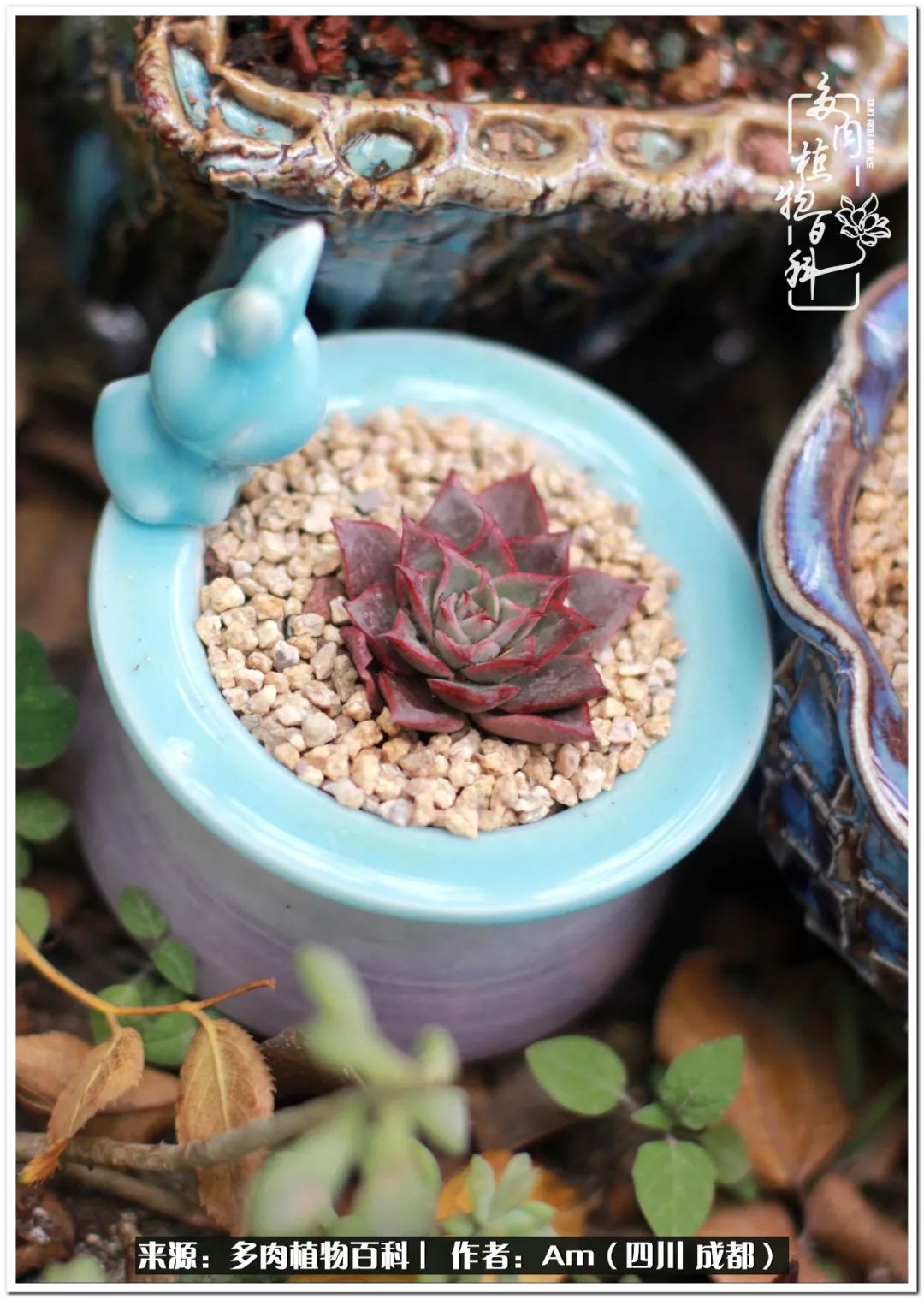 多肉小盆友生活多姿多彩,多肉小精灵福享不停