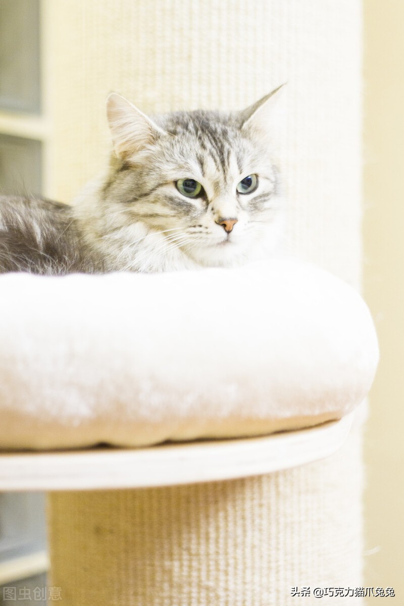 养猫感觉喉咙有毛,养猫感觉屋里味道难闻有危害