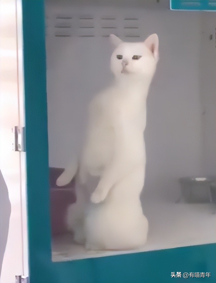 公猫出去一天一夜了都没回家,公猫出去三天没回来了