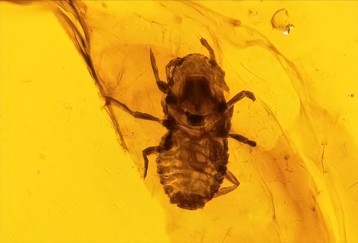 生存上亿年的生物,生存了几百年的动物