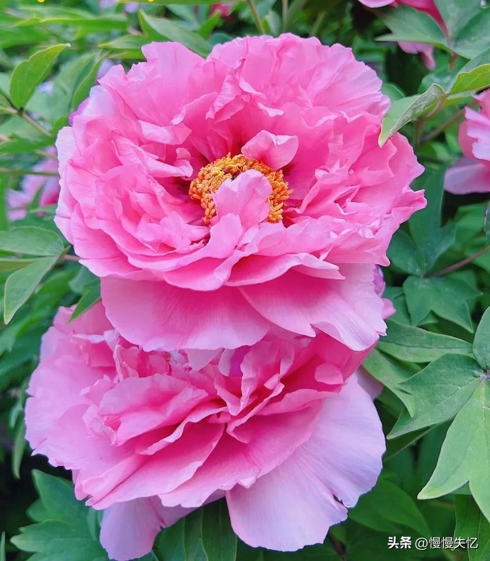 宋朝牡丹诗词,历代咏牡丹花诗词大全