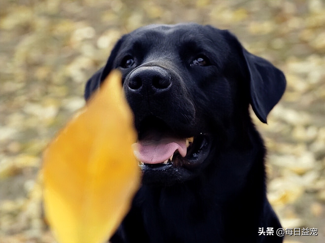 导致拉布拉多被宠坏的征兆,拉布拉多有哪些表现说明被养熟了