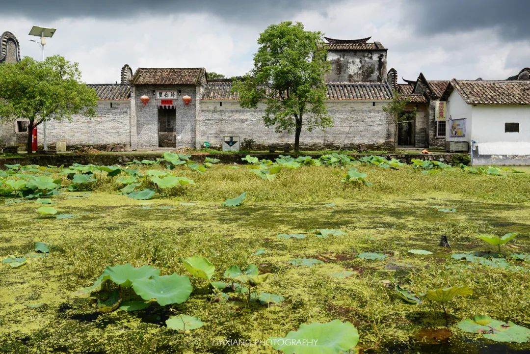 清远鸡什么地方最好,清远鸡冷知识