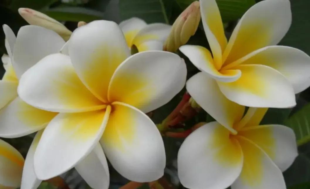 没结婚要给表侄包红包吗,结婚给娘家侄子包红包