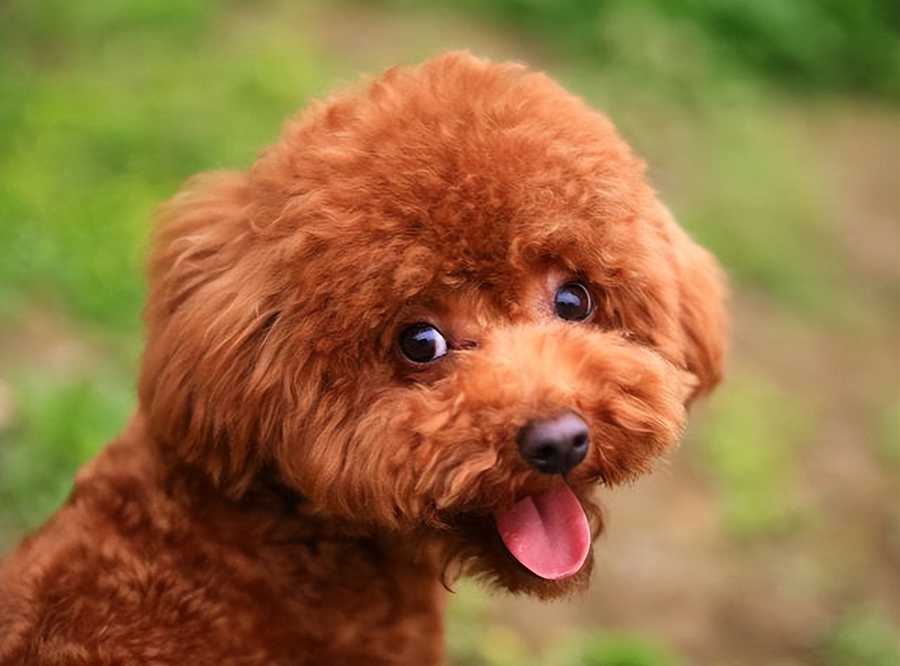 纯种泰迪2个月588贵么,铁包金泰迪是不是纯种泰迪