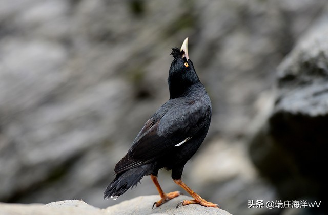 五岳归来不看山是什么地方,五岳归来不看山的山是哪个山