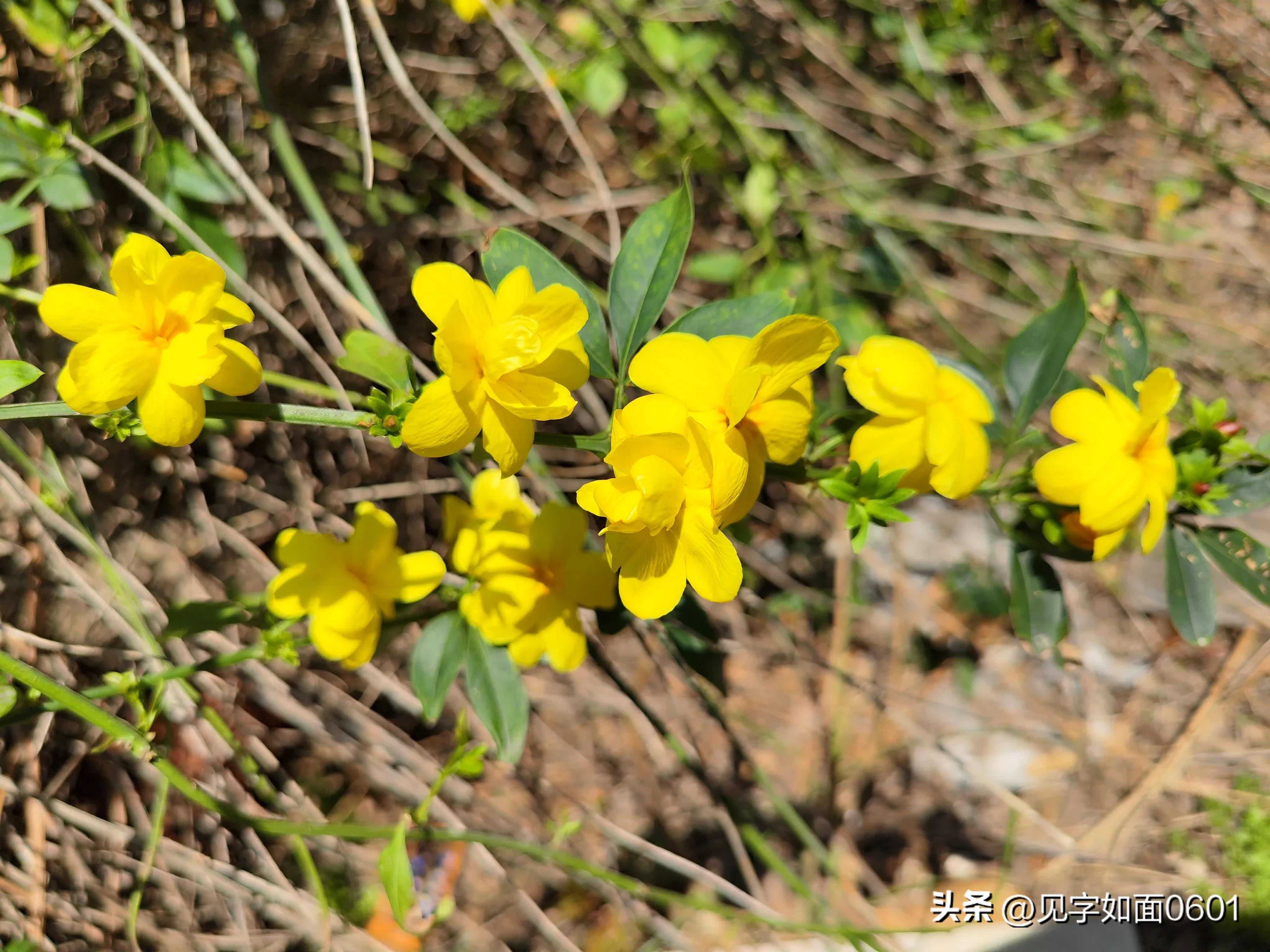 野迎春与迎春花的区别,迎春花和野迎春