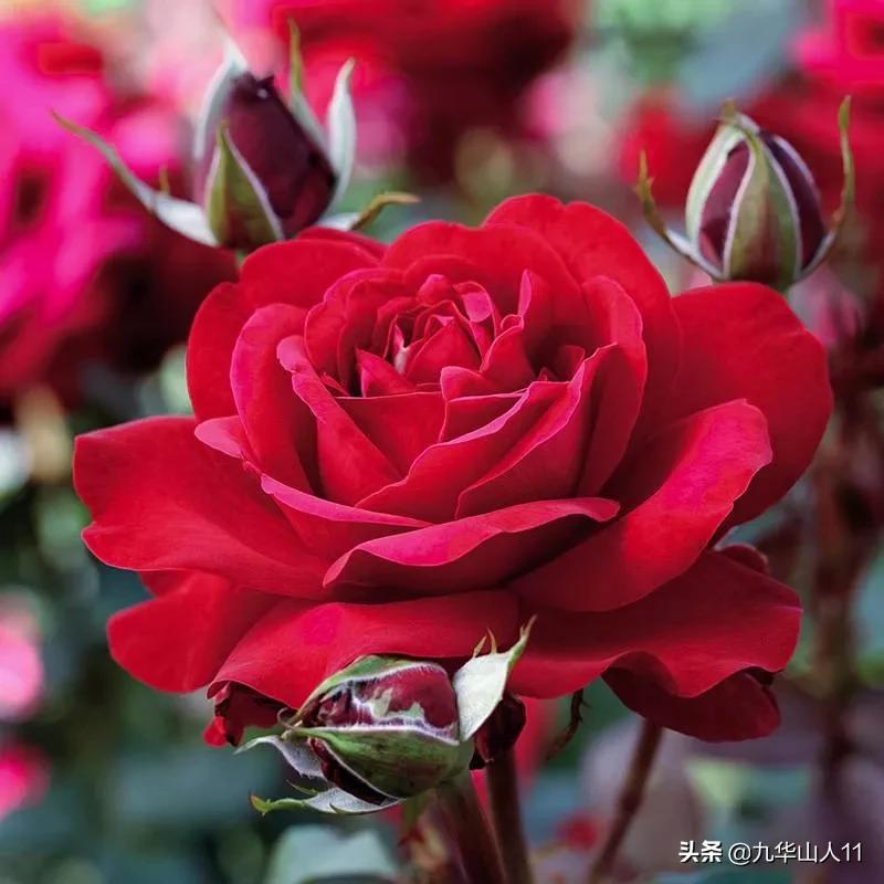 20cm大花重瓣月季品种,黄颜色大花月季是什么品种