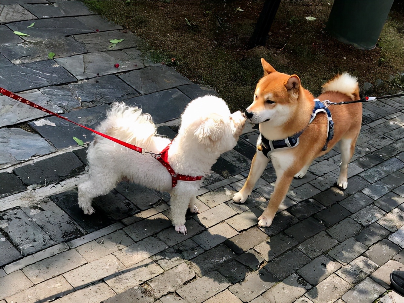 狗狗交配后，居然会流血？这正常吗？