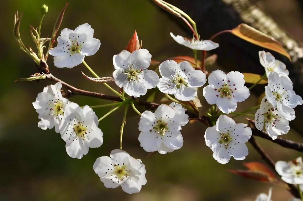 踏青寻找春季最美的时光,寻找最美春天春花烂漫正当时