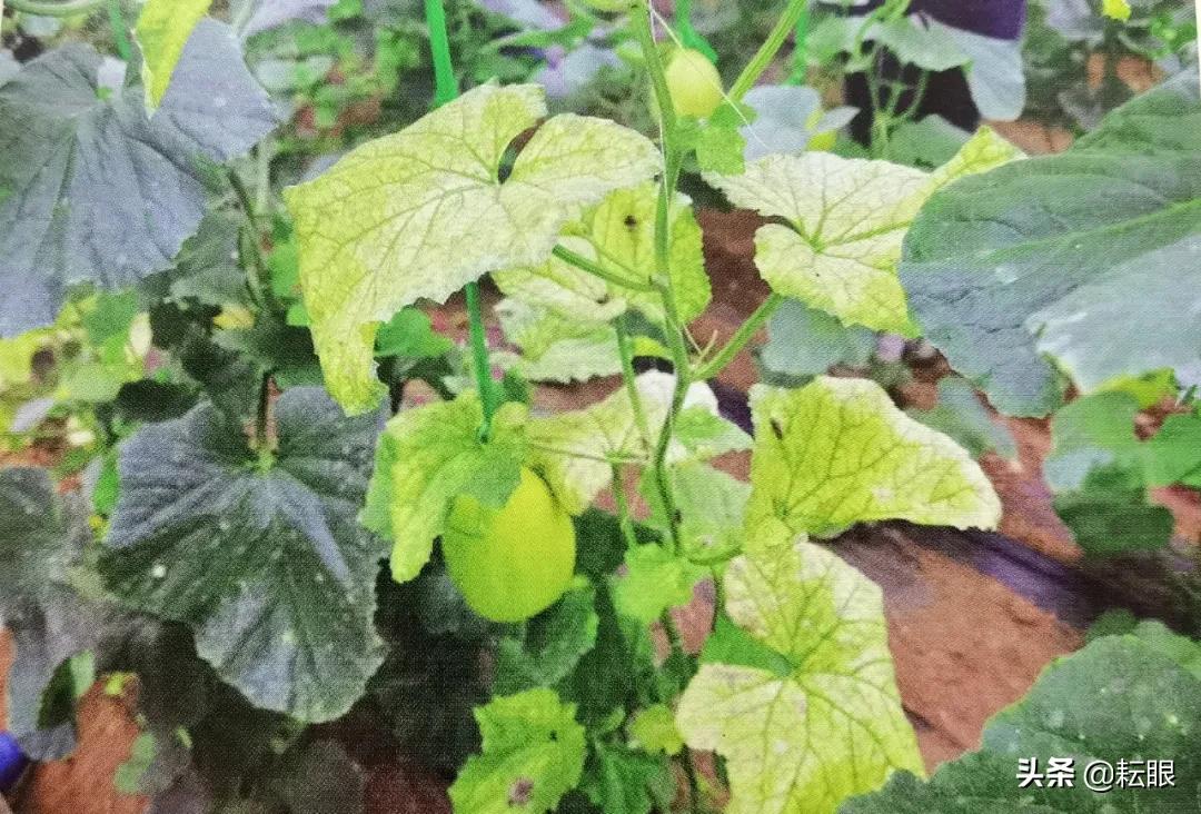 甜瓜底叶发黄什么病,甜瓜叶黄枯萎