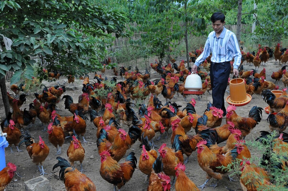 家禽疾病,禽李氏杆菌病