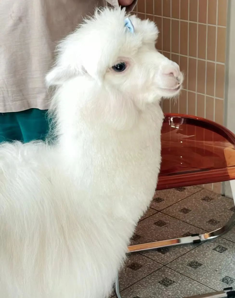 上海咖啡一条街咖啡推荐,最美味的上海咖啡店你都知道吗