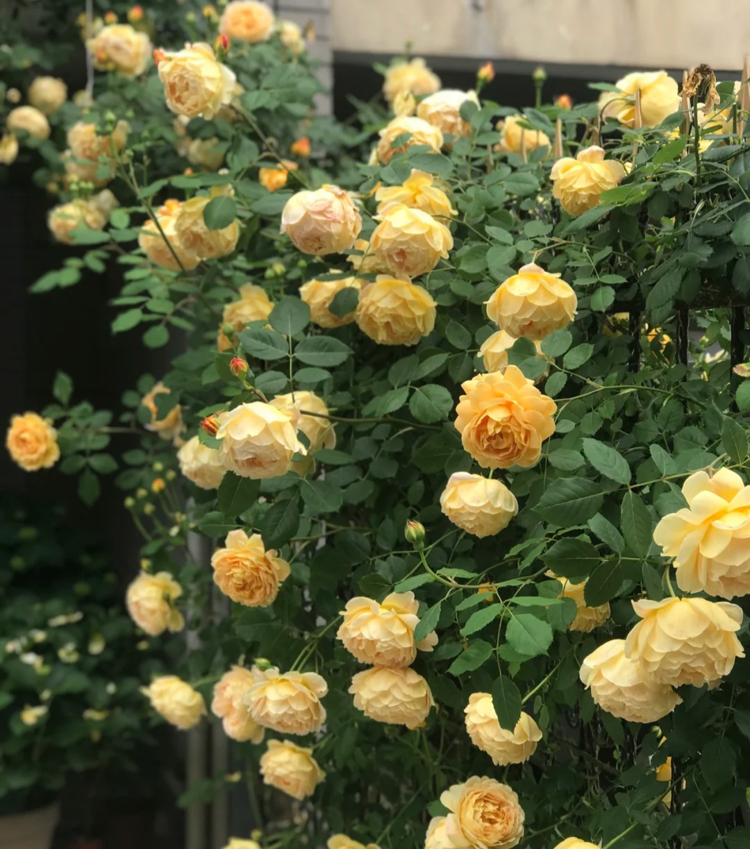 5多头藤本月季,50种漂亮月季
