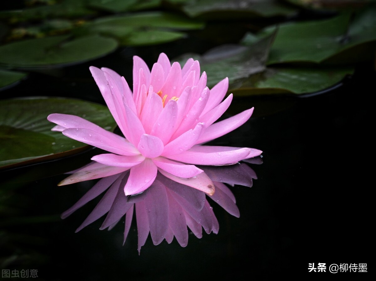 如何拍荷花才不俗,拍摄荷花忌讳