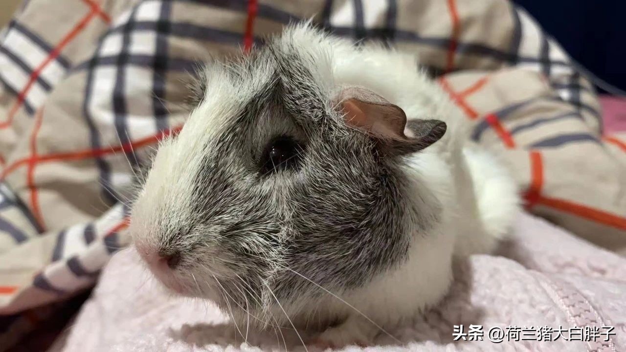 荷兰猪误食土豆,荷兰猪误食纸巾怎么办