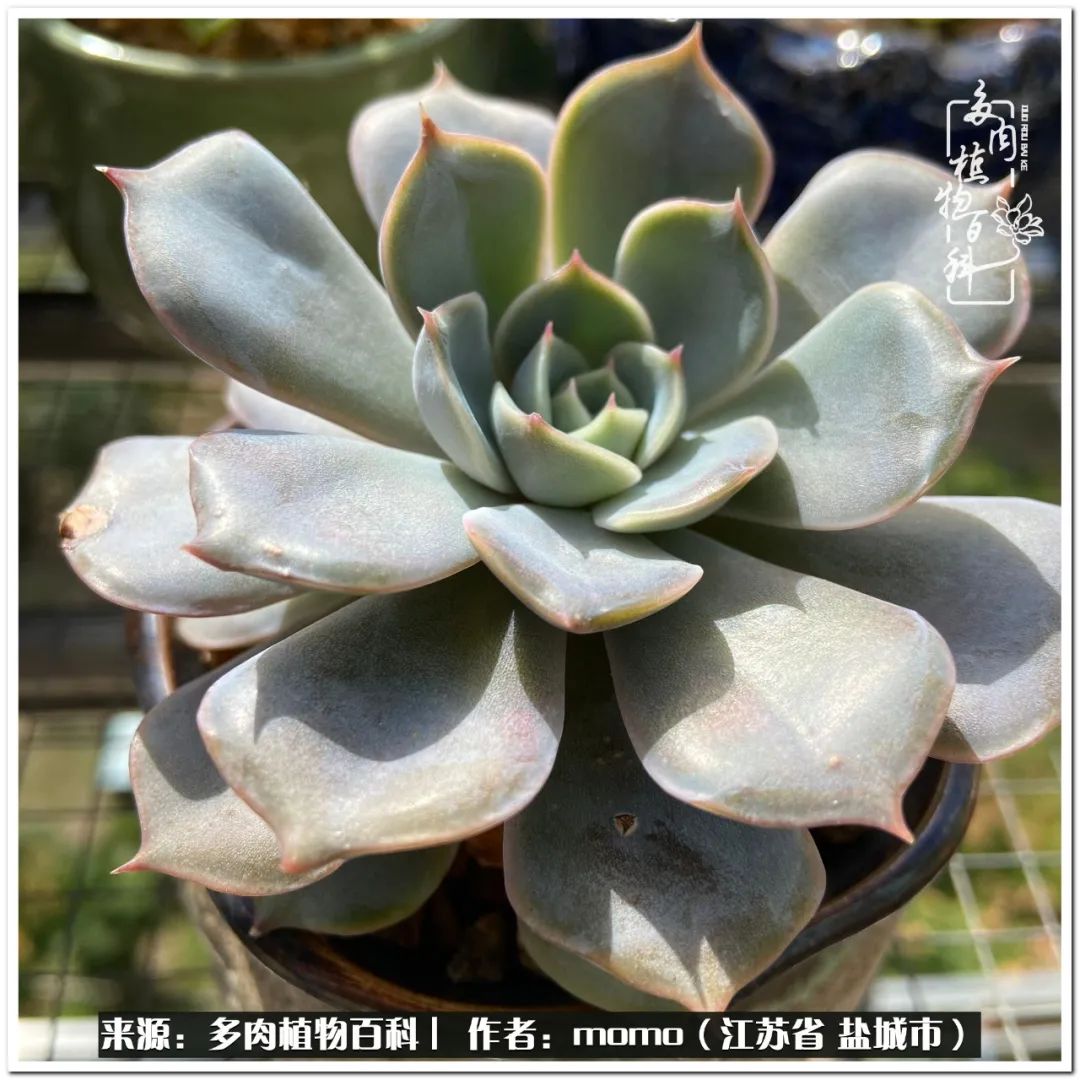 露养一个月的多肉图片,露养多肉春天外面过夜么