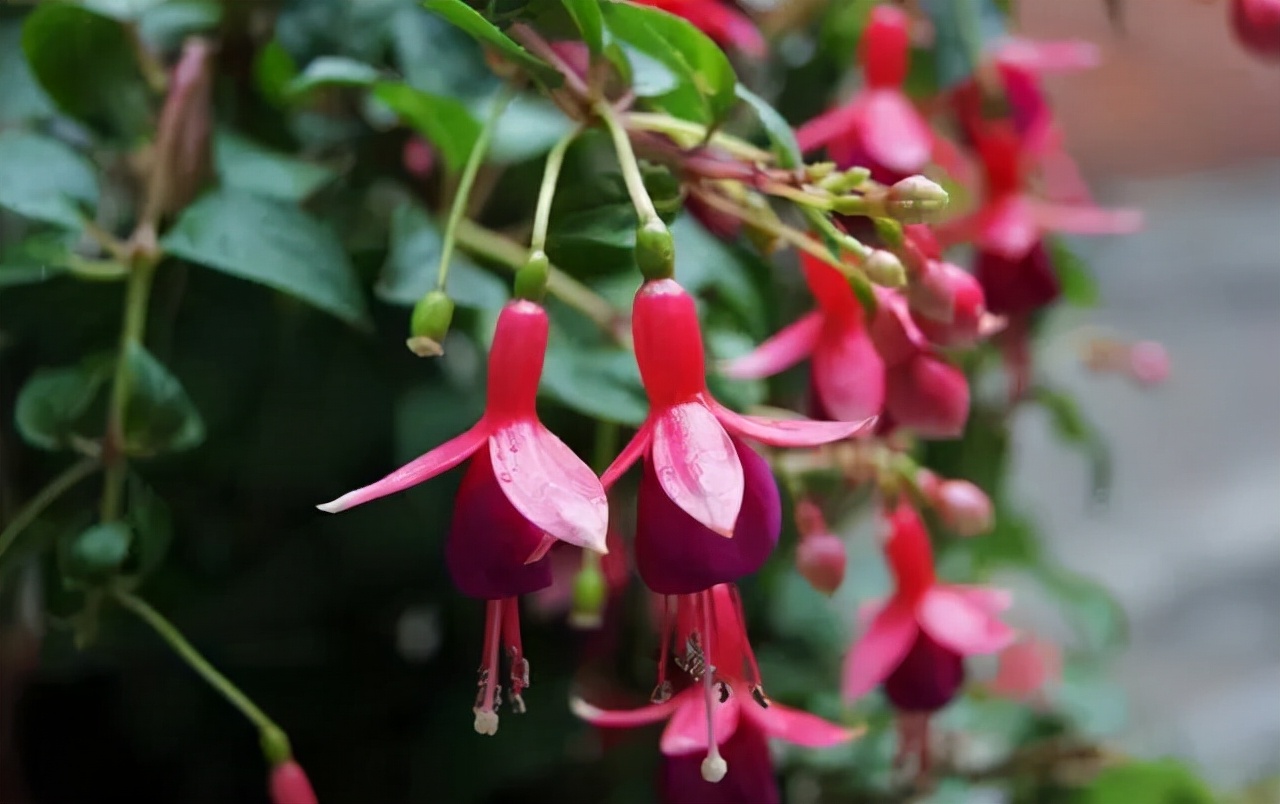公园路边植物图片,路边的小植物有哪些