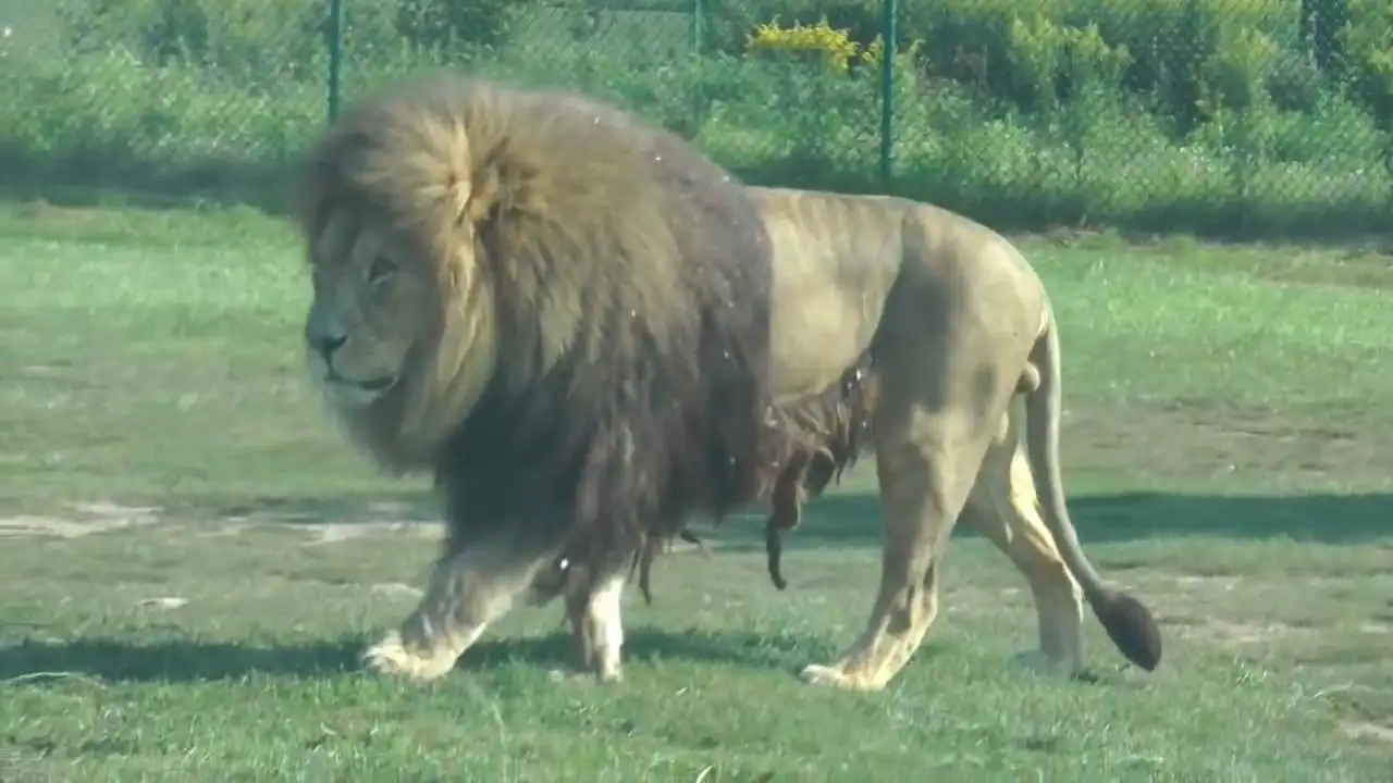 古罗马巴巴里狮vs孟加拉虎,孟加拉虎与巴巴里狮哪个厉害