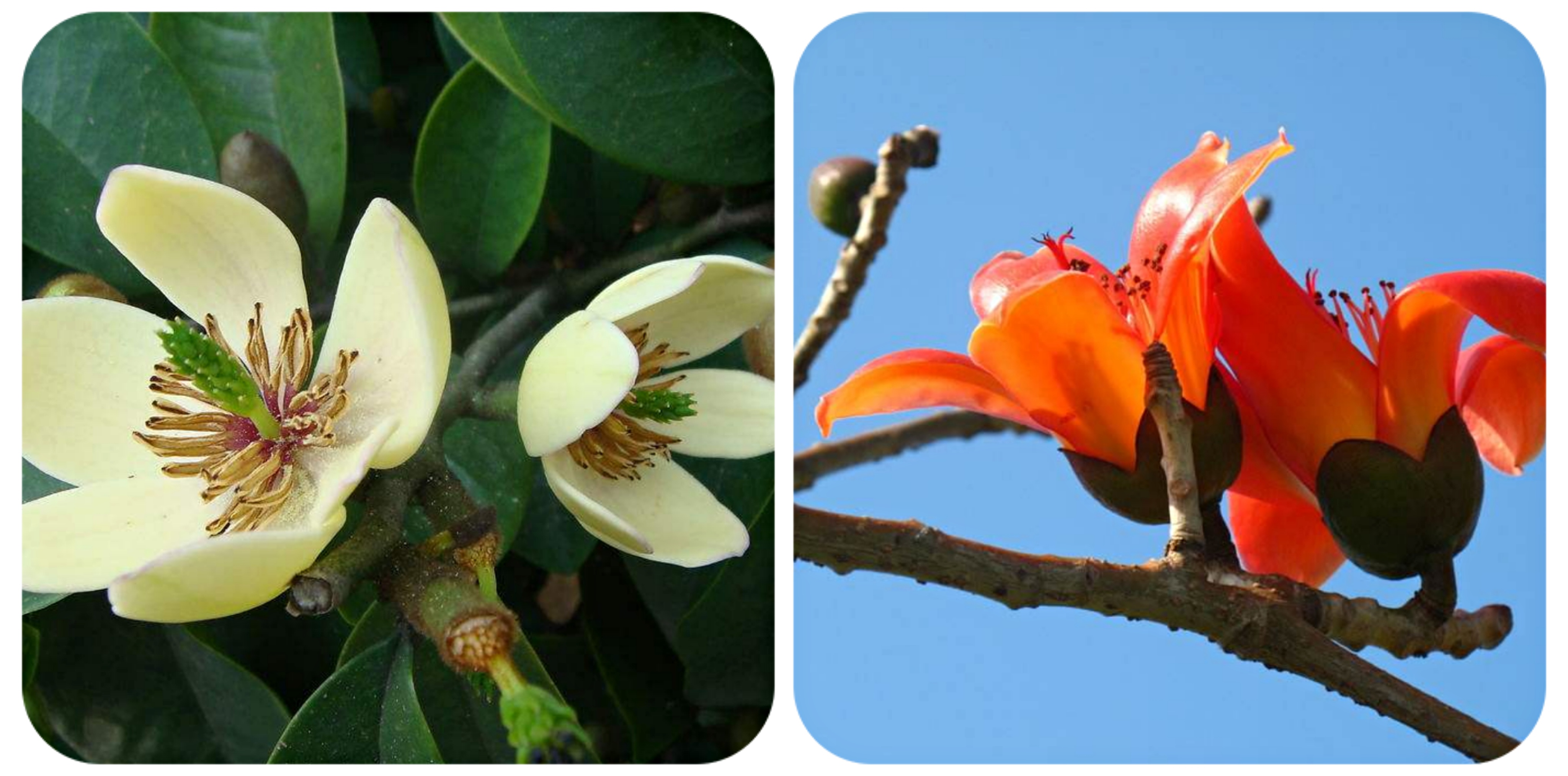 清明期间开的野花有哪些,清明节野花