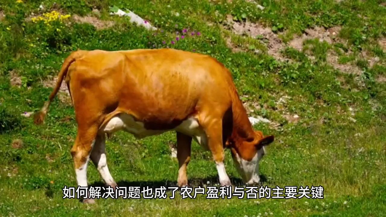 繁殖母牛#每天分享牛羊养殖小知识