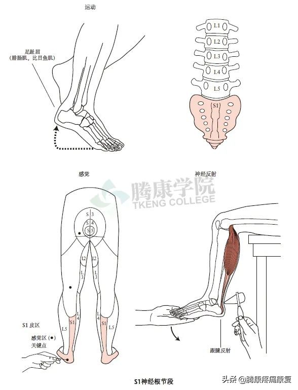 腰骶丛神经检查痛苦吗,腰骶椎不舒服怎样检查