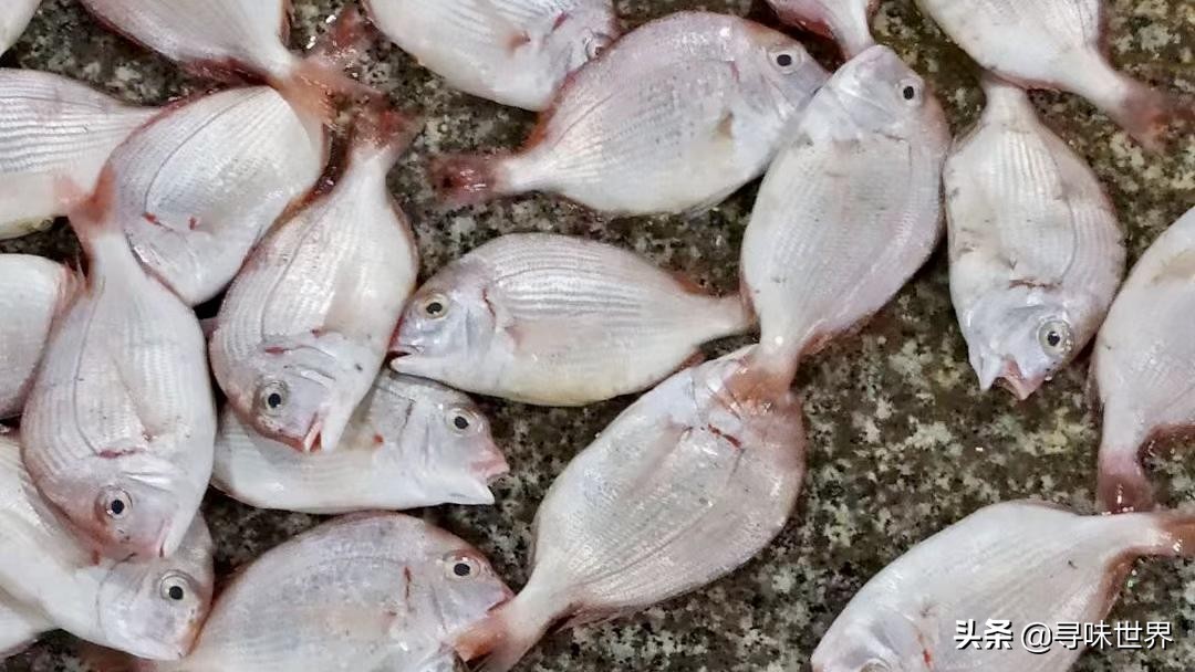 常见海鱼的品种大全及名字,海鱼的品种大全介绍