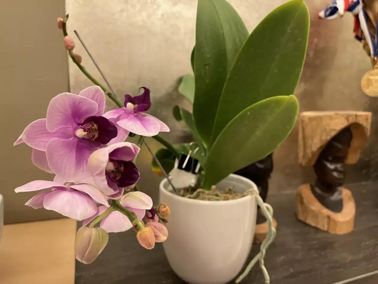 花千骨花絮,小百花花絮