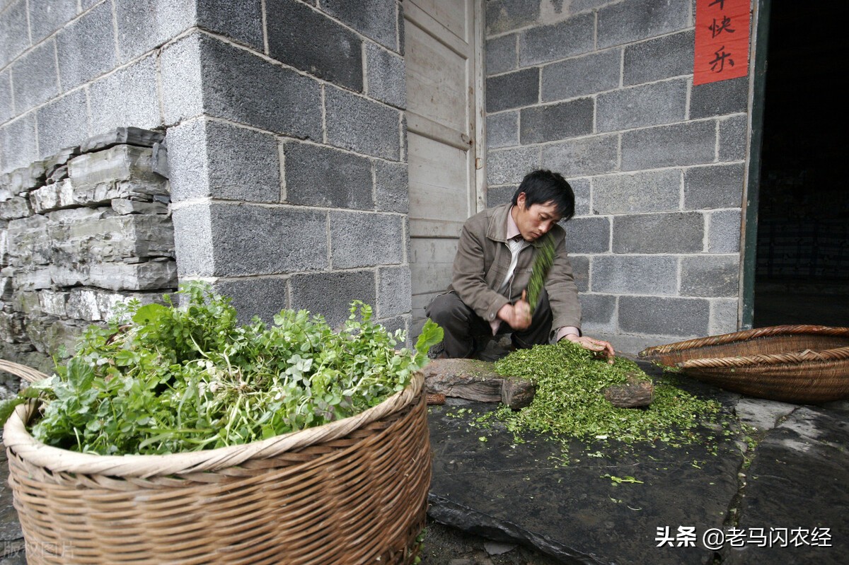 猪草怎么喂猪最好,发酵好的猪草怎么喂