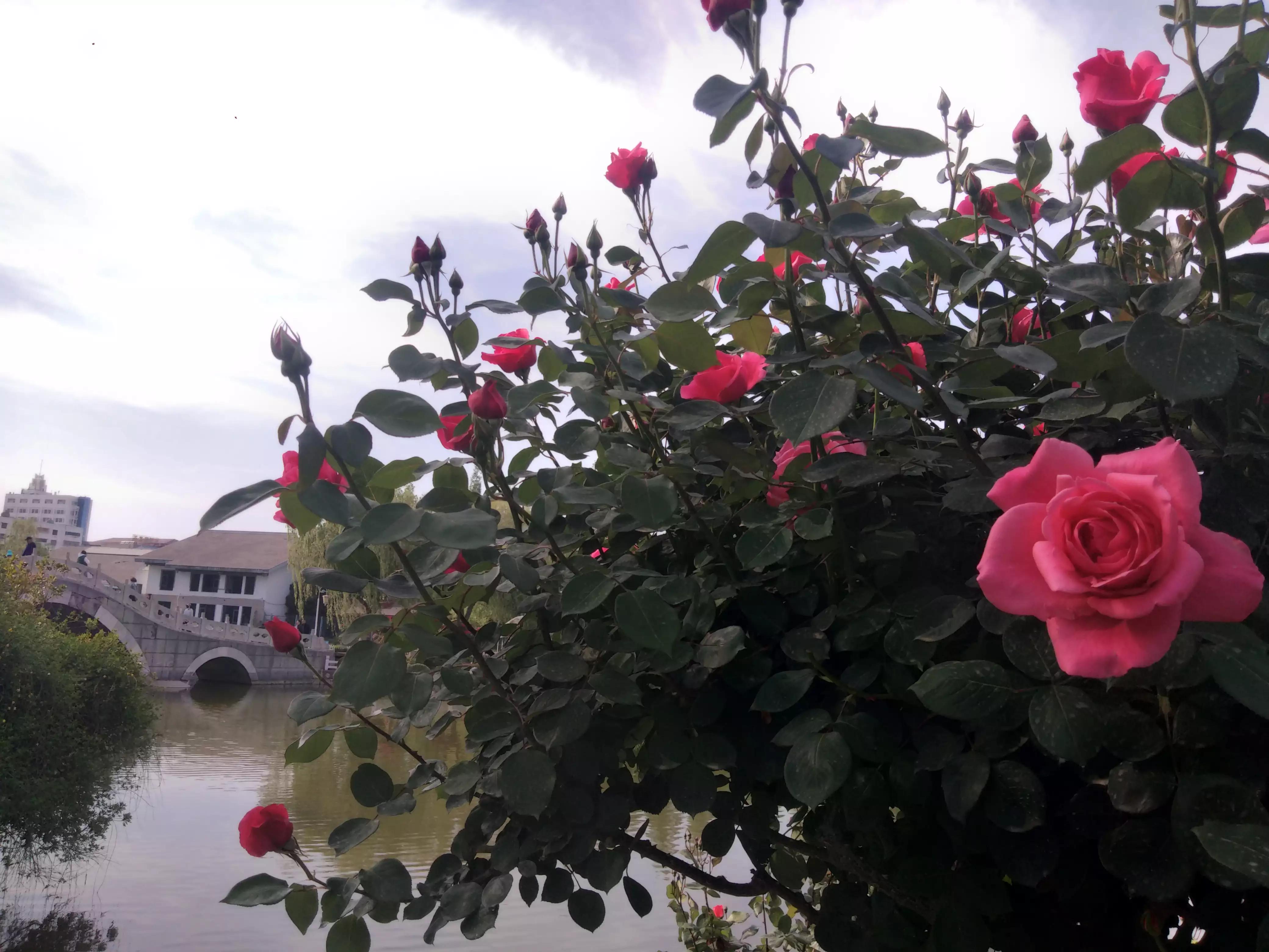 赠人玫瑰手有余香的英语,赠人玫瑰手有余香作文